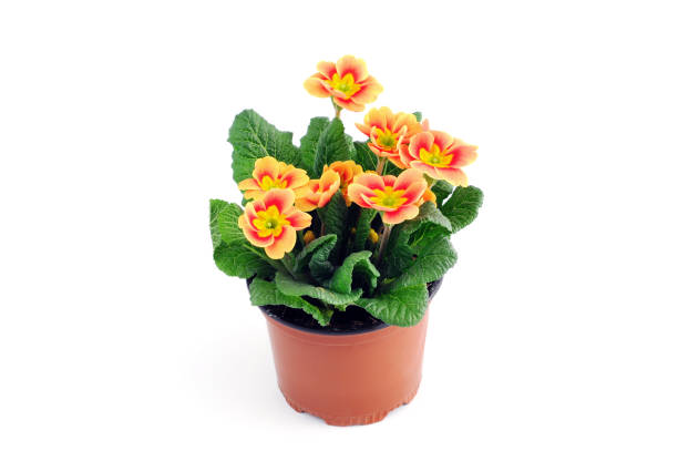 red primula flower potted on white background. red primula flower potted on white background. perennial stock pictures, royalty-free photos & images