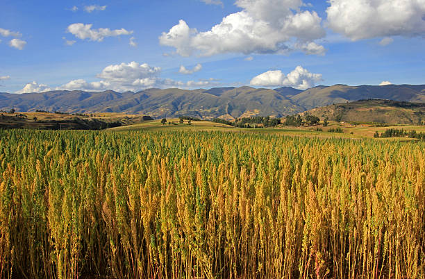 Red quinoa field andean highlands Peru stock photo