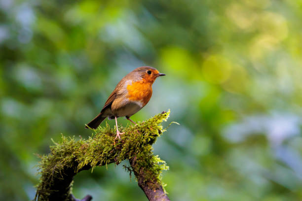 Red Robin in sunlight on tree branch stock photo
