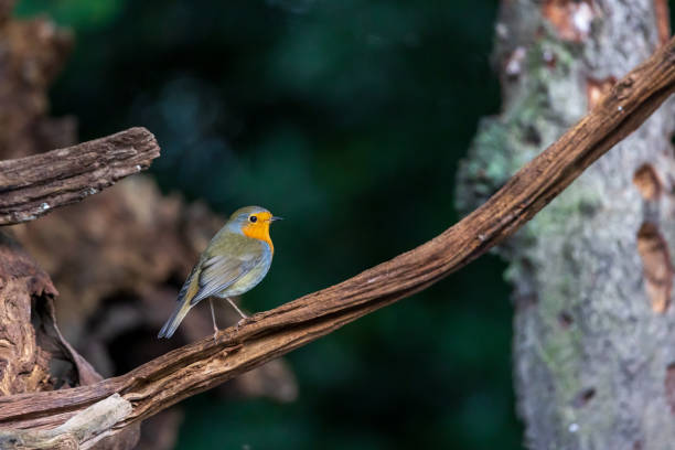 Red robin on tree branch with bokeh background stock photo