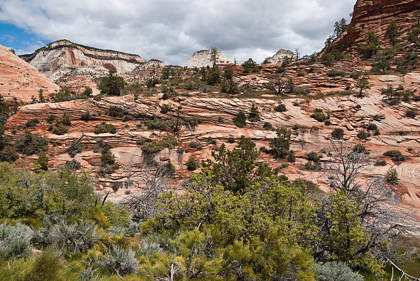 Red Rock Formation, Juniper and Sagebrush Zion Canyon is a unique and different experience than the Grand Canyon. At Zion, you are standing at the bottom looking up where at the Grand Canyon you are at the top looking down. Zion Canyon is mostly made up of sedimentary rocks, bits and pieces of older rocks that have been deposited in layers after much weathering and erosion. These rock layers tell stories of an ancient ecosystem very different from what Zion looks like today. About 110 – 200 million years ago Zion and the Colorado Plateau were near sea level and were close to the equator. Since then they have been uplifted and eroded to form the scenery we see today. Zion Canyon has had a 10,000-year history of human habitation. Most of this history was not recorded and has been interpreted by archeologists and anthropologist from clues left behind. Archeologists have identified sites and artifacts from the Archaic, Anasazi, Fremont and Southern Paiute cultures. Mormon pioneers settled in the area and began farming in the 1850s. Today, the descendants of both the Paiute and Mormons still live in the area. On November 19, 1919 Zion Canyon was established as a national park. Like a lot of public land, the Zion area benefited from infrastructure work done during the Great Depression of the 1930’s by government sponsored organizations like the Civil Works Administration (CWA) and the Civilian Conservation Corps (CCC). During their nine years at Zion the CWA and CCC built trails, parking areas, campgrounds, buildings, fought fires and reduced flooding of the Virgin River. These red rock formations were photographed from the Zion Mount Carmel Highway in Zion National Park near Springdale, Utah, USA. jeff goulden zion national park stock pictures, royalty-free photos & images