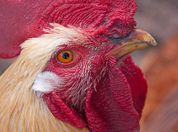 Red Rooster Close Up stock photo