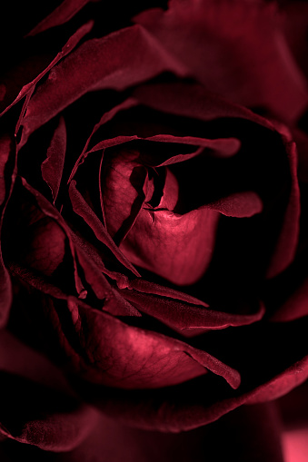 Red rose aesthetic dark Red Roses: