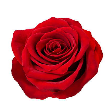 Red rose flower head on white background