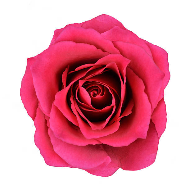 Red Rose Flower Isolated on White Background stock photo