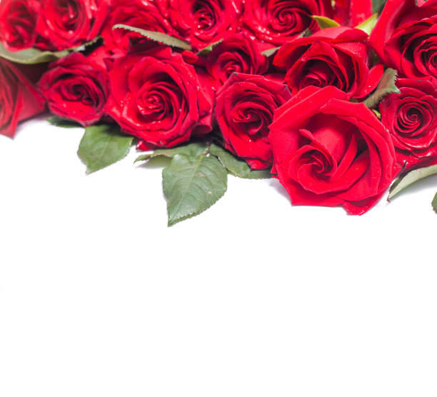 Red Rose Laying Down Stock Photos, Pictures & Royalty-Free Images - iStock