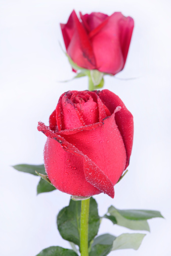 red rose flower on white background, water dew drop on rose