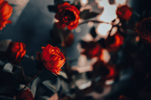 red rose flowers with sunlight. vintage style. valentine's day concept. - sj bildbanksfoton och bilder