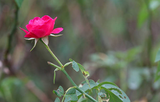 Red rose in the garden. stock photo