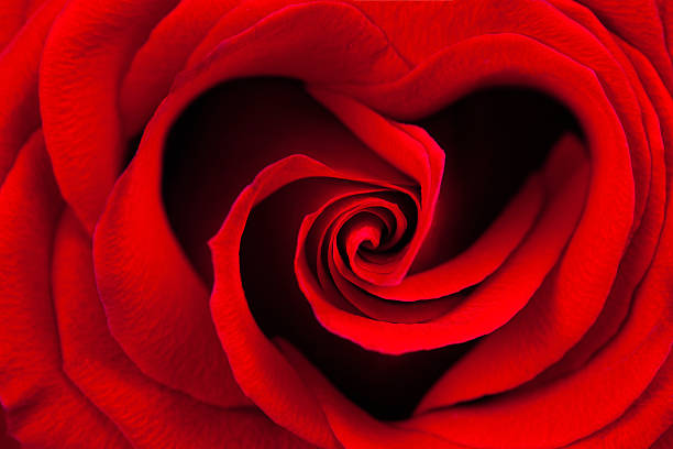 Red rose in the shape of a heart macro as a background