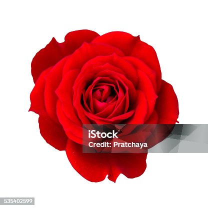 istock Red rose isolated with clipping path 535402599