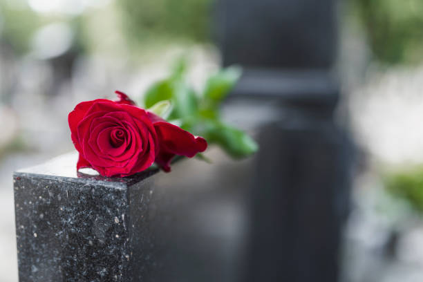 Red rose on grave Religious tradition to put one flower in memory of the deceased on the granite slab of the grave in the cemetery, tragedy and sorrow for the loss of a loved one. Red rose was left on gravestone in the graveyard dead people stock pictures, royalty-free photos & images