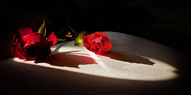 Vörös rózsa a fotóalbumon stock fotó