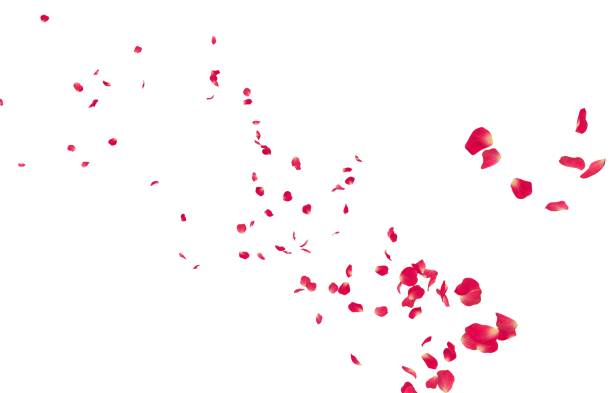 赤いバラの花びらが遠くに飛んでいく - 花びら　舞う ストックフォトと画像
