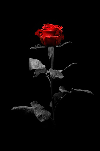 beautiful red rose close-up