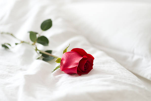 red rose Single red rose on bed. bed of roses stock pictures, royalty-free photos & images