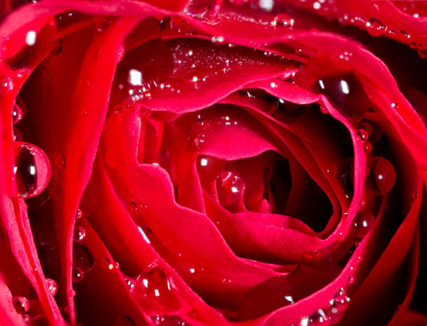 Red Rose stock photo