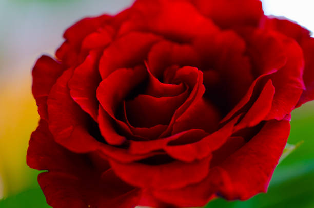 Red rose stock photo