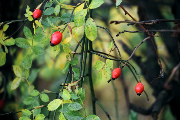 Red rosehip berries on the green twigs stock photo