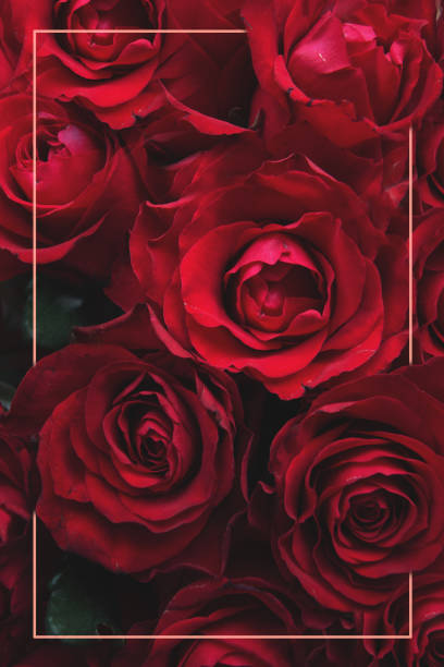 Red roses background Red roses background with frame, postcard template bed of roses stock pictures, royalty-free photos & images