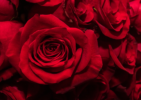 red-roses-from-horseshoe-picture-id534112270?b=1&k=20&m=534112270&s=170667a&w=0&h=ysxVeAhC-MLEtHSpQKgBzflZGfIMu5G7vZh3GvfM4ew=