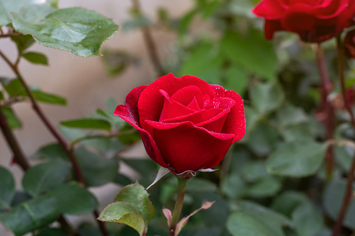 Red Roses in a garden with water drops.