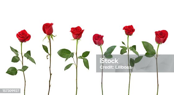 istock Red Roses (XXL) 157309927