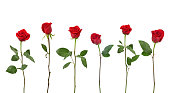 istock Red Roses (XXL) 157309927