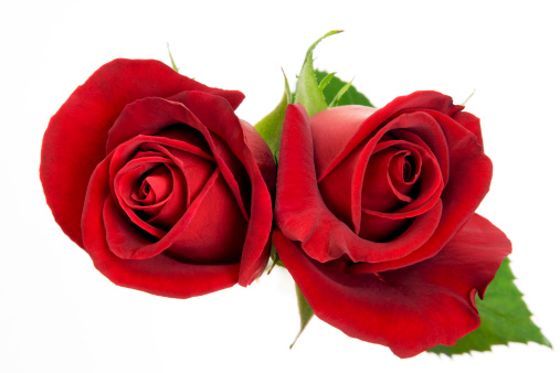 Red Roses Stock Photo - Download Image Now - iStock