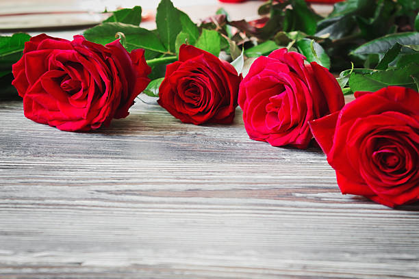 red roses stock photo