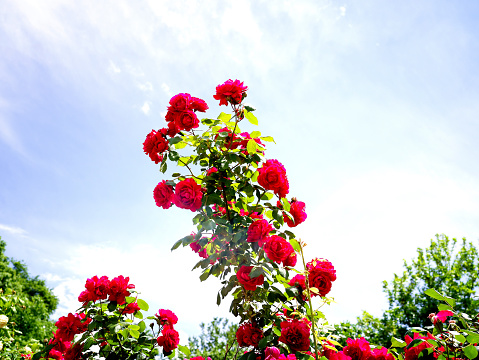 red roses with sky
