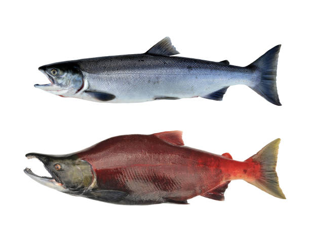 Red salmon, sockeye, Alaska, USA stock photo