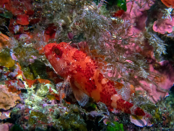 A Red Scorpionfish (Scorpaena scrofa) in the Mediterranean Sea stock photo