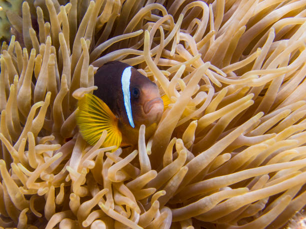 Red Sea Anemonefish (clownfish) hiding in an Anemone - Underwater stock photo