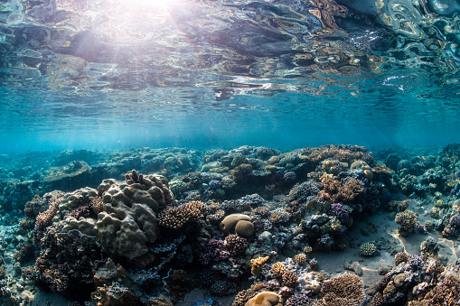Natural light landscape photo of the pristine coral of the Egyptian Red Sea