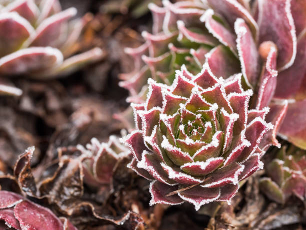 Red sempervivum plant covered with frost OLYMPUS DIGITAL CAMERA sempervivum stock pictures, royalty-free photos & images