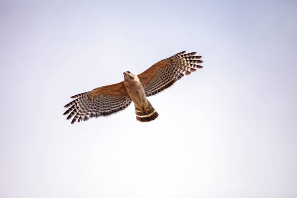 Red shouldered Hawk Buteo lineatus stock photo