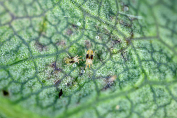 Red spider mites (Tetranychus urticae) on damaged strawberry  leaf. It is a species of plant-feeding mite a pest of many plants. stock photo