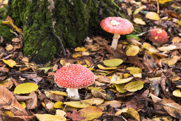 Red Spotted Mushrooms in a forest stock photo