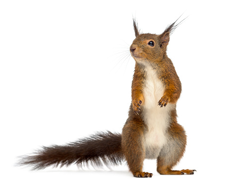 Red squirrel in front of a white background