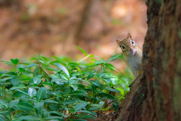 Photo of A red squirrel peeks around the base of a pine tree