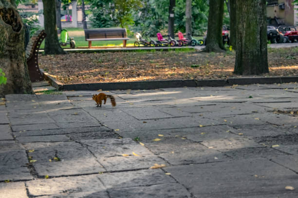 붉은 다람쥐는 드니프로 (우크라이나)의 셰브첸코 공원의 보도에 실행됩니다. 도시 정원에서 보도에 점프 야생 동물 - shevchenko 뉴스 사진 이미지