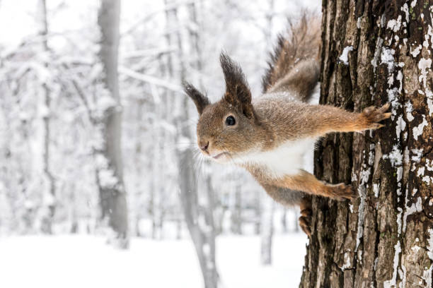 red squirrel sitting on tree trunk against blurred winter forest background stock photo