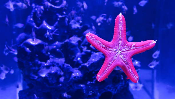 red starfish on blue aquarium background stock photo