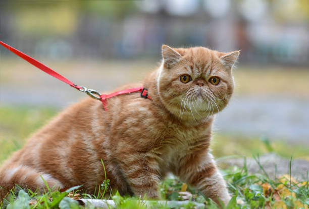 rödrandig exotisk katt med koppel går på gården. ung söt persisk katt i sele sitter på gräsmattan. - cat leash bildbanksfoton och bilder