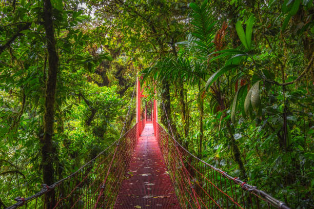 Red suspension bridge in Monteverde Cloud Forest, Costa Rica Red hanging suspension bridge in the jungle of Monteverde Cloud Forest, Costa Rica monteverde stock pictures, royalty-free photos & images