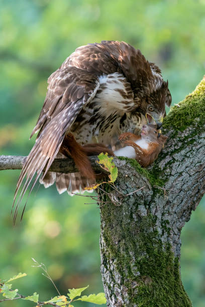 Red tailed hawk eating his prey red squirrel on a moss covered tree. The cycle of life. Buteo jamaicensis.Sciurus vulgaris Red tailed hawk eating his prey red squirrel on a moss covered tree. The cycle of life. Raptor with his prey. Buteo jamaicensis.Sciurus vulgaris dead squirrel stock pictures, royalty-free photos & images