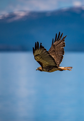 Red tailed hawk takes flight over Yellowstone Lake with snow capped mountains in background.