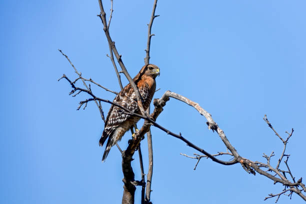 Red Tailed Hawk perched in a tree hunting for prey stock photo