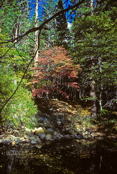 Red tree amongst California conifers A single red-leaf tree stands out against the California forest. Reflections in stream in foreground. hearkencreative stock pictures, royalty-free photos & images